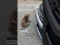 Little sea lion saved from roadway