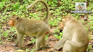 Chimpanzee mating 2021 نكاح القردة تزاوج الحيوانات