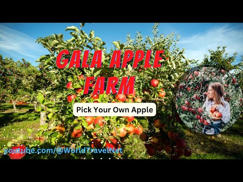 Gala Apple Farm - British Farmhouse - Farmhouse in Kent - UK - Apple Farm Near me - No 1