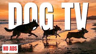 Relaxing Beach Dog TV: 12 Hours of Dogs Playing in the Sand & Waves