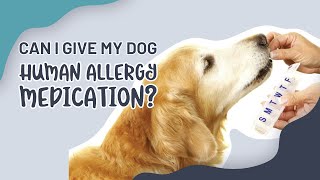 Can I Give My Dog Human Allergy Medication?