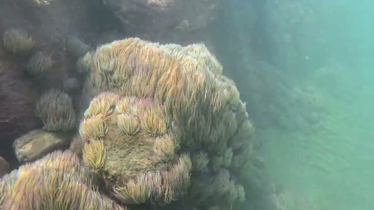 Madeira 12/25 Sao Vicente, Machico