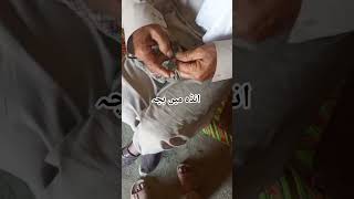 #birds #lovestory #animals India Pakistan wildlife kitchen Subscrib amiraca Siberian