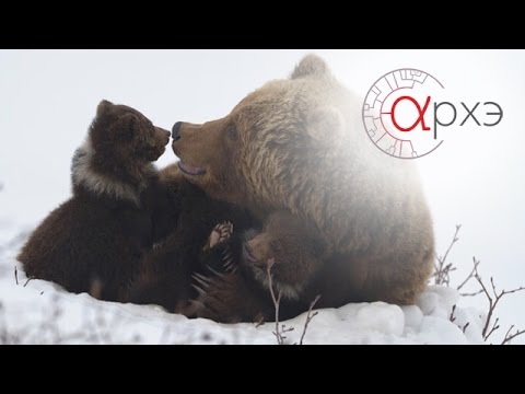 Валентин Пажетнов: "Экология бурого медведя: жизнь медведицы"