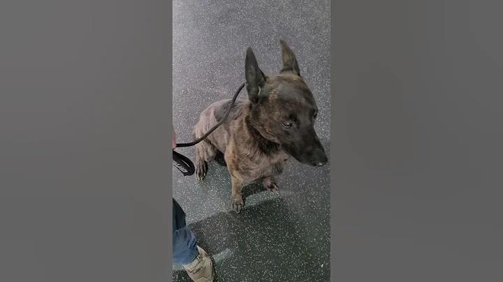 Obedience with aggressive dutchy