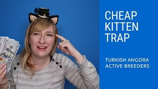 Cheap Turkish Angora Kitten Trap