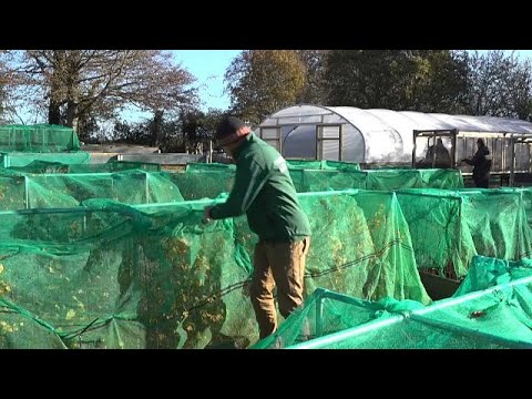 فيديو: هل يمكنك زراعة اليوزو في إنجلترا؟