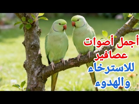 رحلة استرخاء مع صوت العصافير      