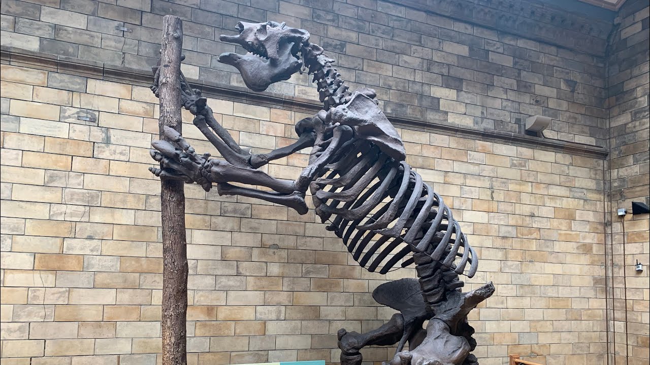Giant ground sloth skeleton - YouTube
