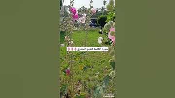 سورة الفاتحة/ فاتحة الكتاب/بركة القرآن🌷🌷🌷 #القرآن_الكريم