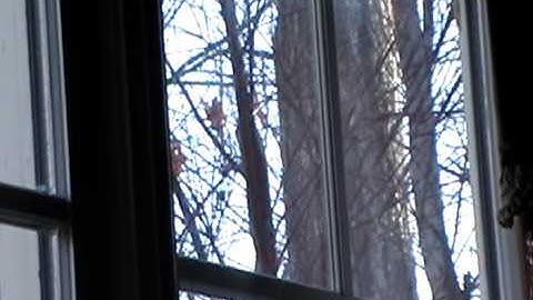 Female Cardinal Attacking Her Reflection in a Window