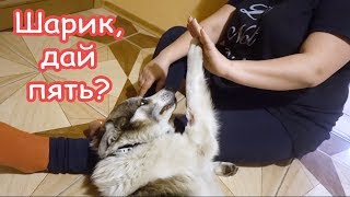 VLOG Последний день жизни Шарика
