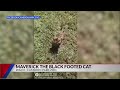 Cameron Park Zoo's black-footed cat kitten set to debut