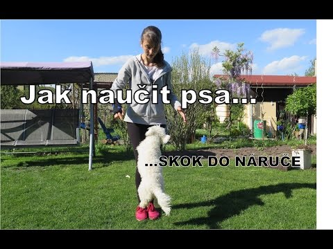 Video: Jak Naučit Psa Ležet