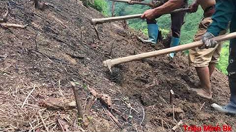 cultivation of upland rice.Trồng lúa nếp nương kểu dân tộc dao vùng miền núi.Triệu Minh Bk