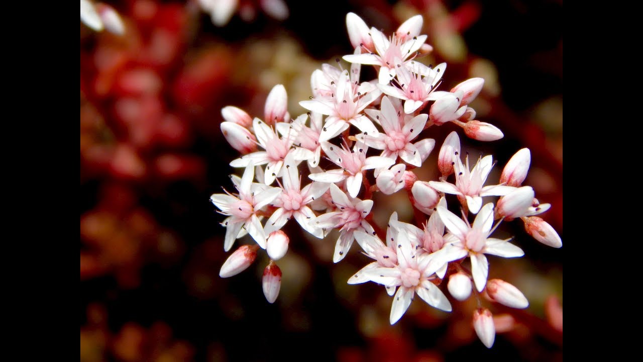 Очиток белый Sedum album