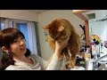 日曜日、嫁子供と猫たちのたわむれ