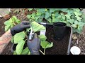 3 Ways I Propagate Mulberry Cuttings