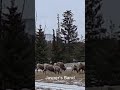 Just another Sunday: Driving Home in Jasper… and a Band of Bighorns Appears