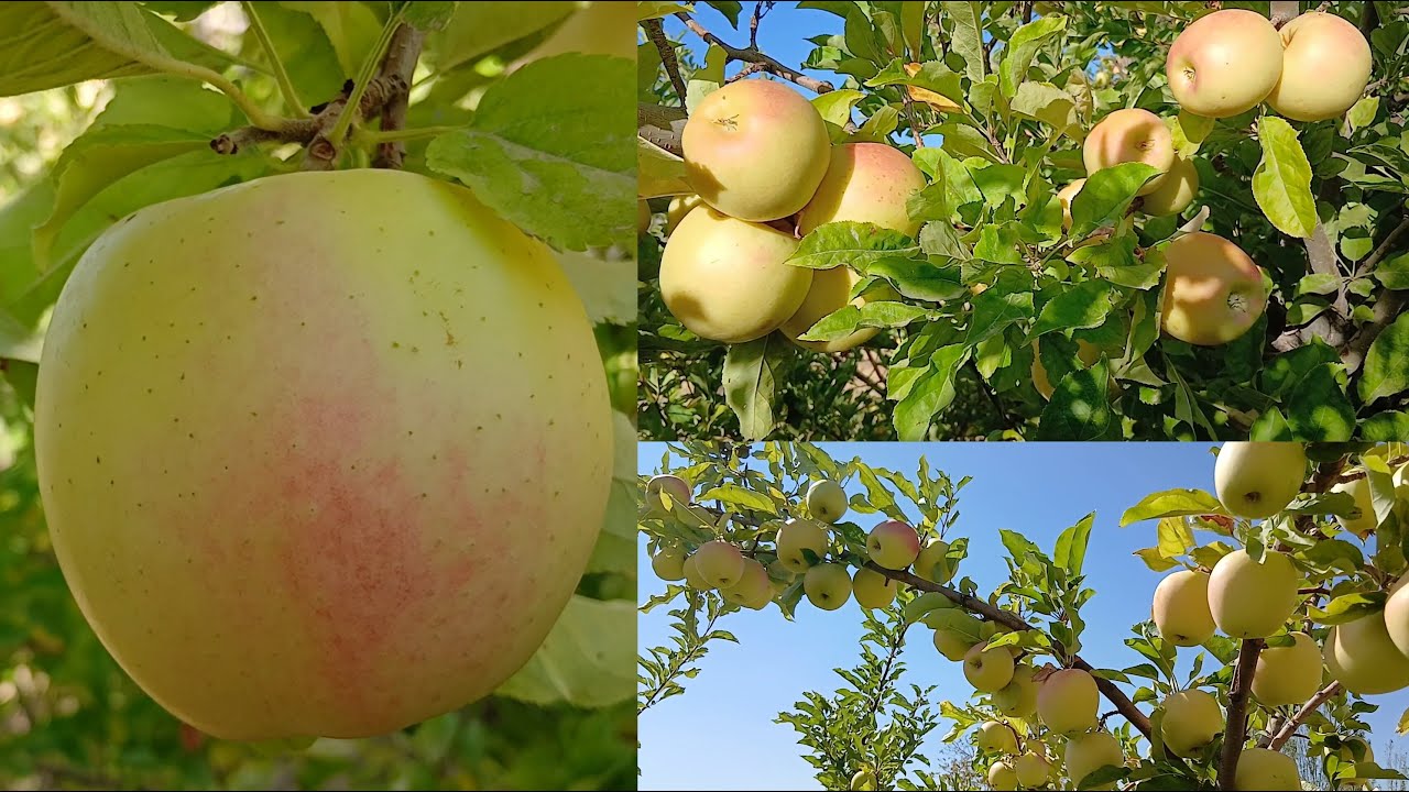 Picking yellow apple in beautiful apple orchard