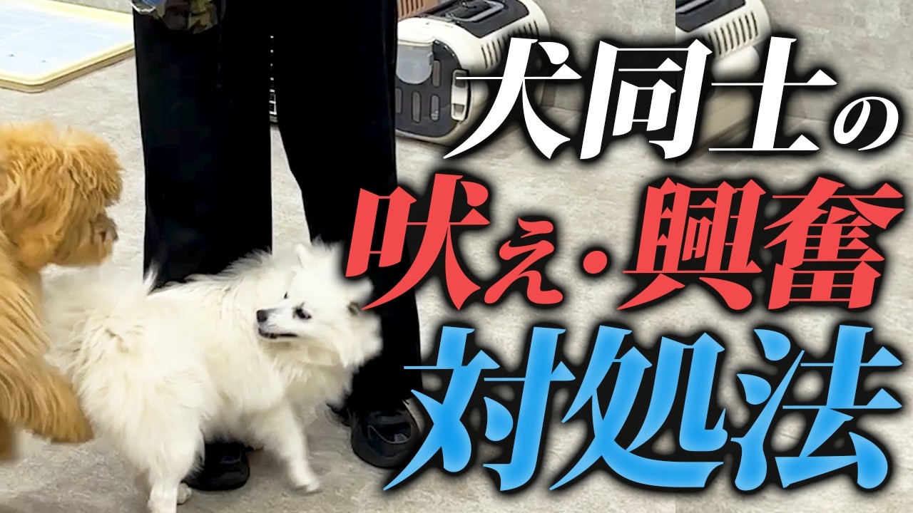 【プロ向け】犬同士の興奮、突っ込みを警察犬ドッグトレーナーが本気で分解する