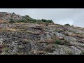 Wild mountain goats Scotland