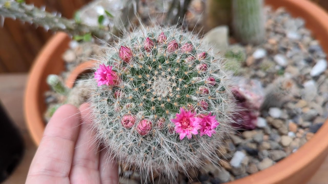 A tour of my succulents flowering in March with IDs (there's a lot!)