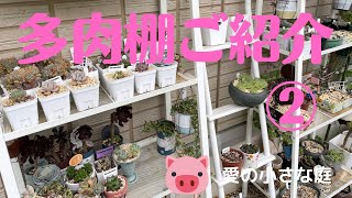 多肉棚ご紹介② - YouTube
