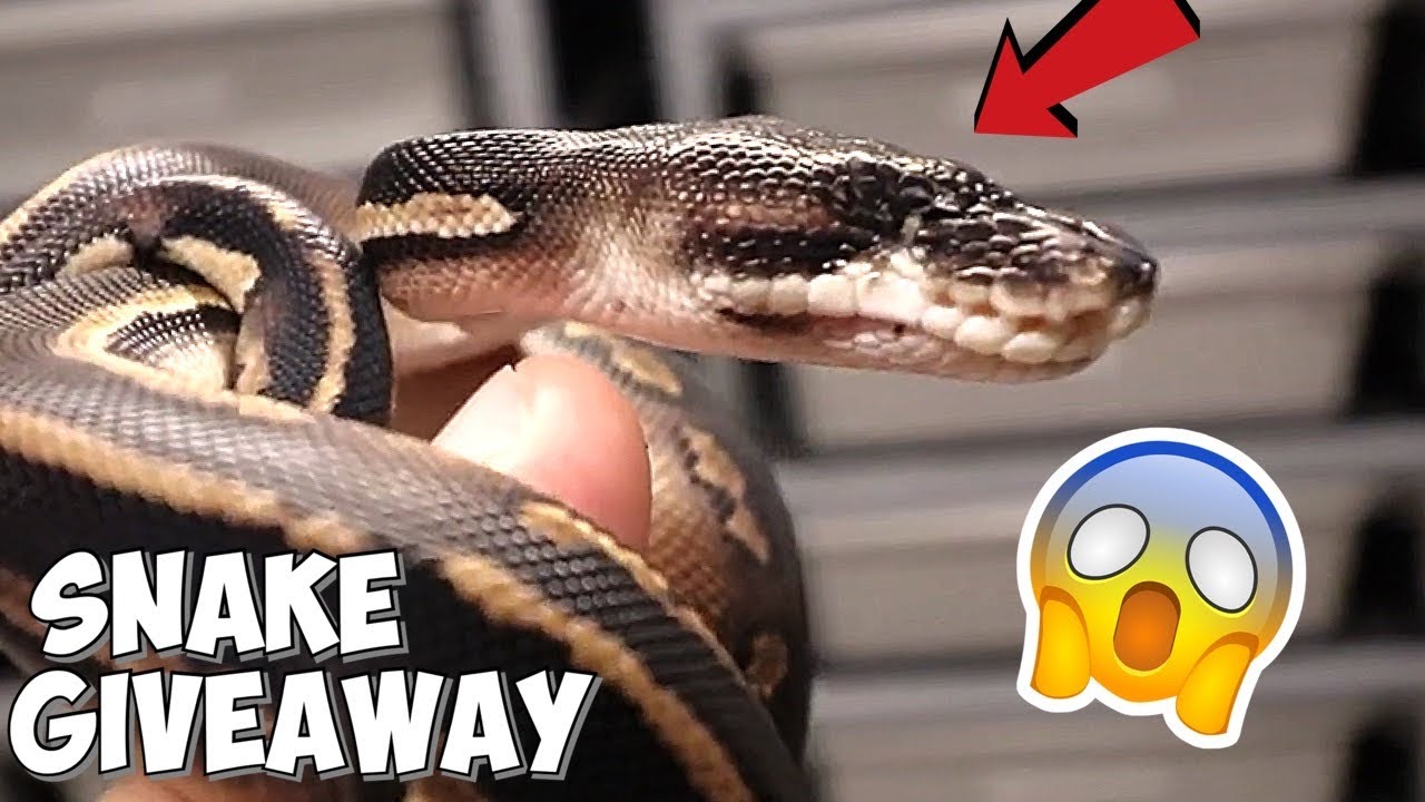 REHOMING A SNAKE WITH ONE EYE YouTube