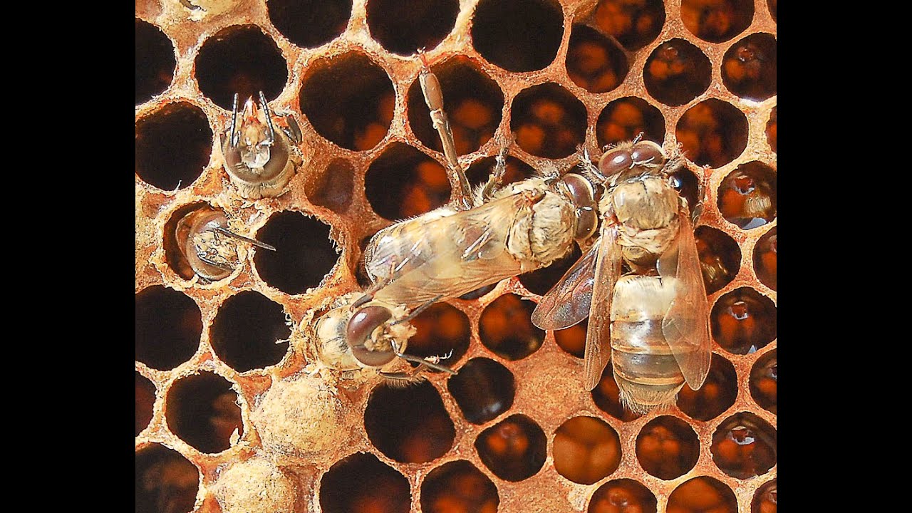 Qışda Arı Ailəsinin Erkəkləşməsi (1-ci hissə)