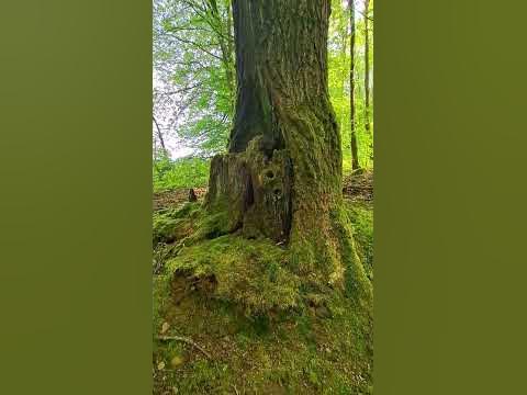 Лесная диковинка #природагермании #бавария #bayern - YouTube
