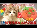 猫にめちゃくちゃ可愛い犬用知育玩具をあげた結果！！【ノルウェージャンフォレストキャット】