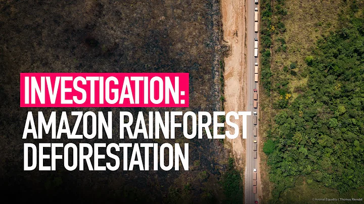 Amazon Deforestation Driven by Animal Farming | Drone Footage