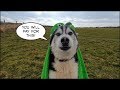 Dog opens gifts and wishes he hadn't | Time to Laugh