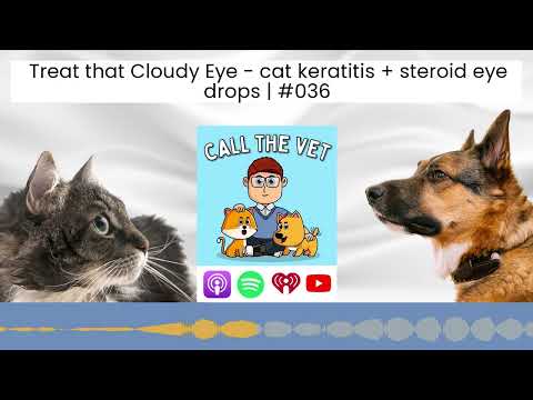 Treat that Cloudy Eye - cat keratitis + steroid eye drops | #036