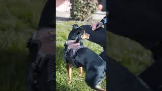 Ergotrekking Xs Dog Harness Premium Comfort And Safety For Small Dogs