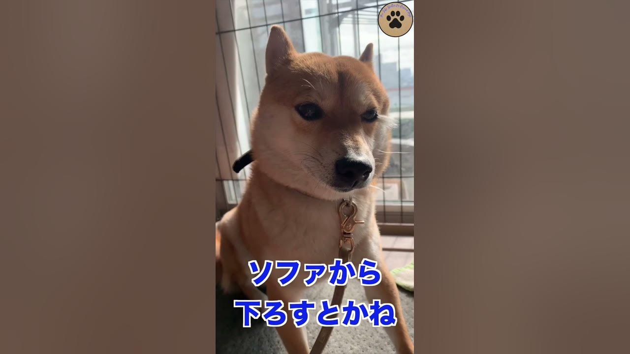 怒られた後の不服そうな顔もまた可愛いシバイヌ Shorts 保護犬 Youtube