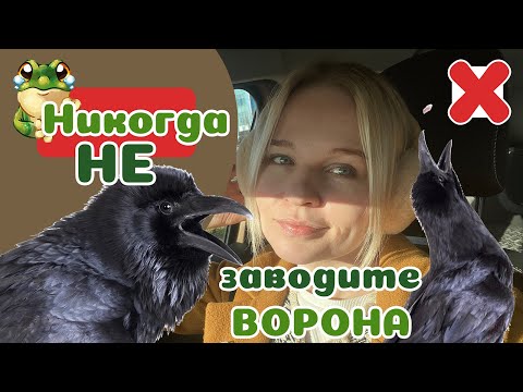 5 причин НЕ заводить ВОРОНА! Не готичная Бестия.