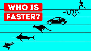 Who Is the Fastest Living Being in the World?