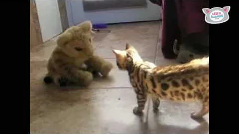 Watch the video about Cute bengal kitten fights a tiger! The Daily Squeak