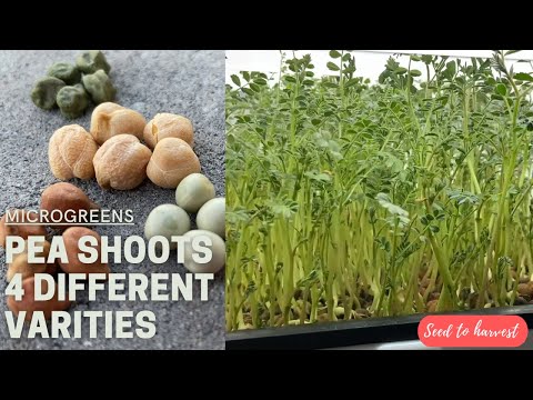 Video: How Chickpeas Differ From Green Peas
