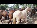 #98. Feira de cavalos canafistula frei Damião.  Alagoas. 01.02.21