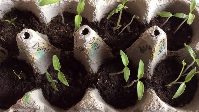 Xonim oyogi bilan toplarni ezib tashlaydi 7 yoshli qiz bilan jinsiy aloqa video