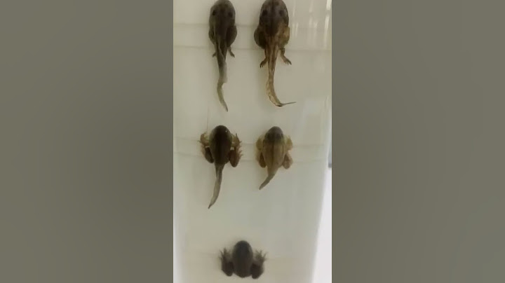 kurbağa gelişim evreleri
