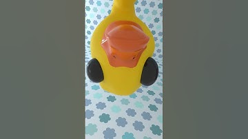 ✨Wiiiiii✨#babyduck #babycat #funnyanimals