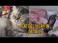 persian cat delivery in details || How a cat delivery babies ||