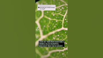 leaf under the microscope #microscope #leaf #leaves #stem