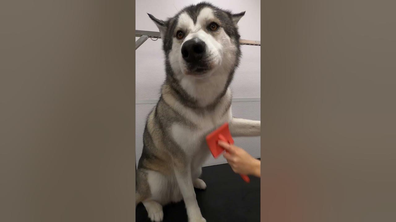 Huskys...one of the most difficult dogs YouTube