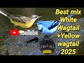 Best Mix White Wagtail Yellow Wagtail 2025 Best Mix White Wagtail Yellow Wagtail 2025