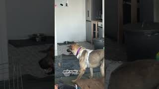 Adopt Hedwig, the talking dog!! She is in Amsterdam